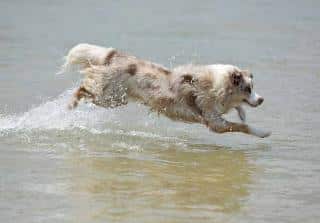 Berger Australien - chien sportif