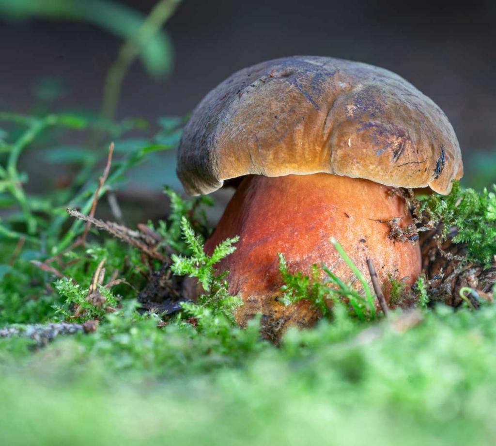 Bolet a pied rouge - Neoboletus erythropus - Boletus luridiformis