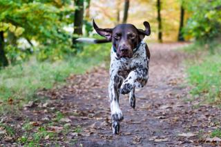 Braque Allemand - chien sportif