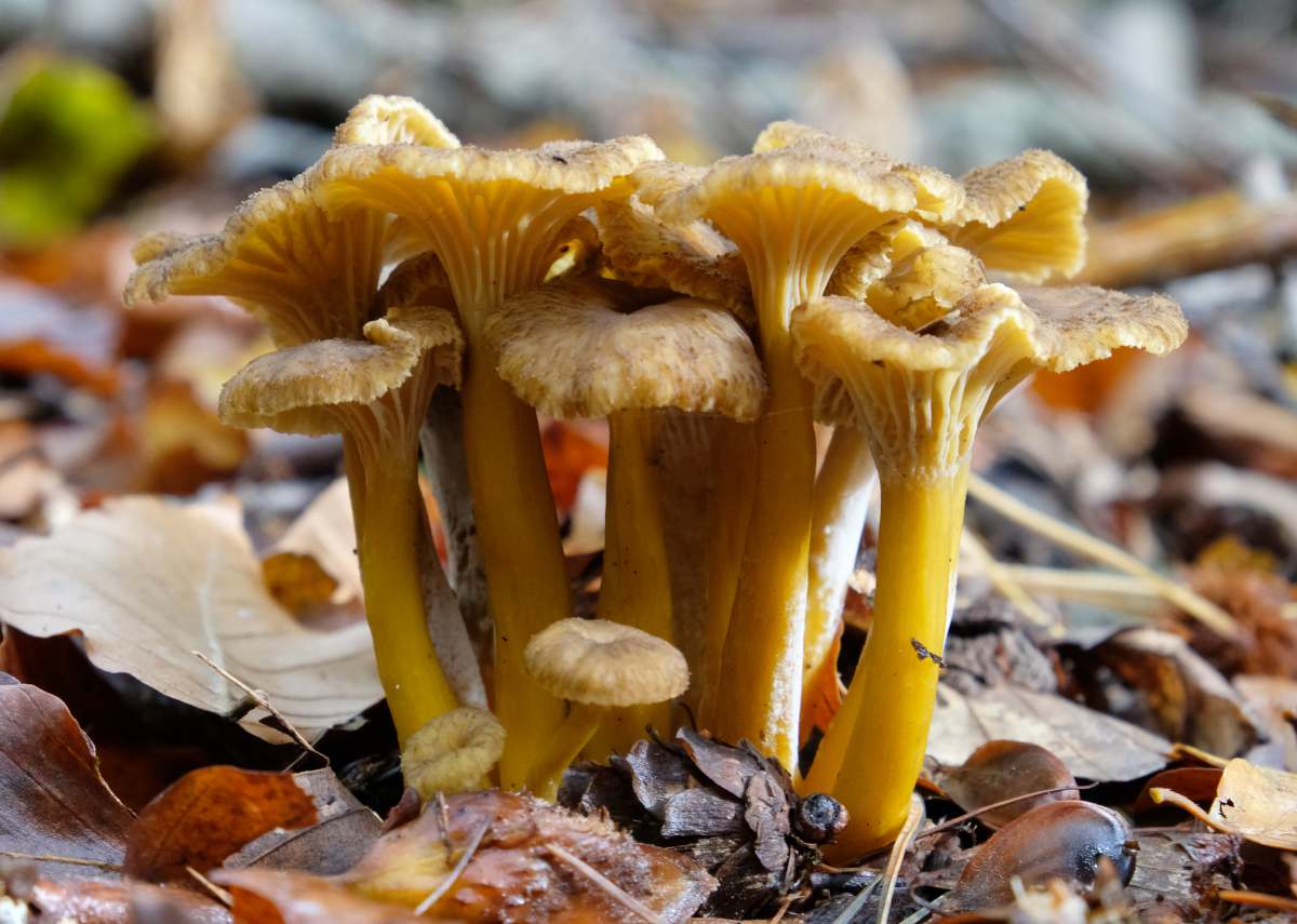 Chanterelle en tube