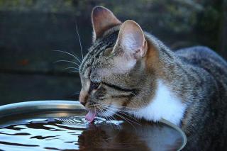 chat et canicule