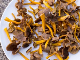 Cuisiner Chanterelle en tube