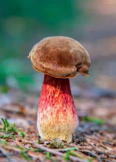 Descriptin-Bolet-a-pied-rouge-Neoboletus-erythropus-Boletus-luridiformis-229x320.jpg