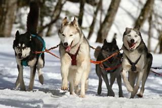 Huskies - chiens sportifs