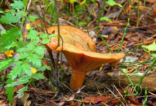 Lactaire delicieux - lactarius deliciosus