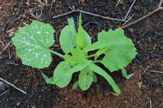 Milpa legumes haricot courge mais