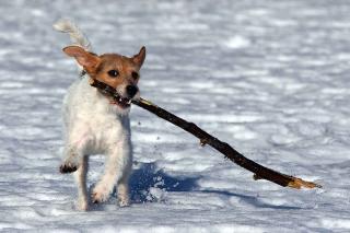 Parson Russell Terrier - chien sportif