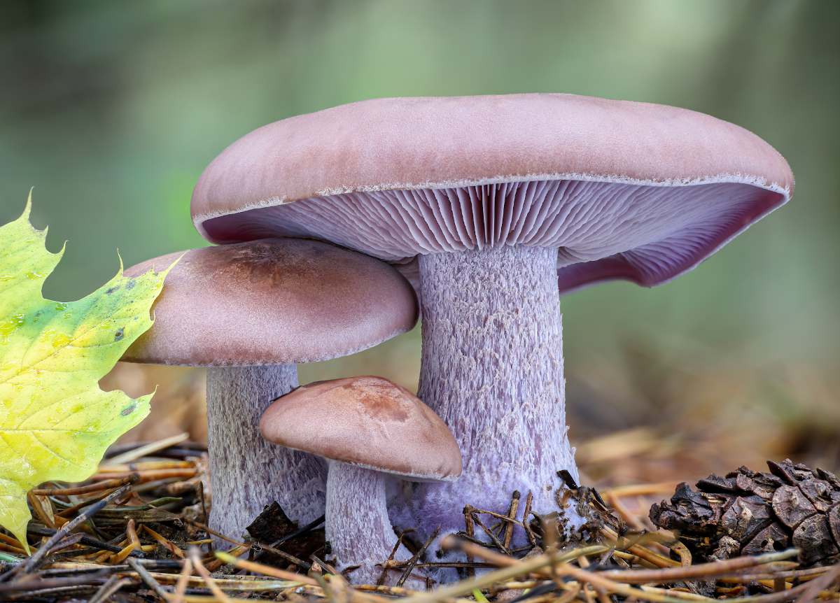 Quels Sont Les Champignons Comestibles En Auvergne