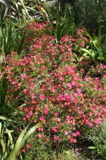 Plantation anthemis des canaries - Argyranthemum frutescens