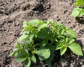 pommes de terre nouvelles entretien 