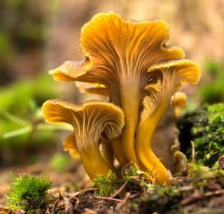 Reconnaitre identifier Chanterelle en tube - Craterellus tubaeformis