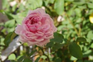 Rose Jacques Cartier