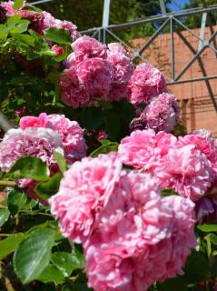 Roses Les quatre saisons