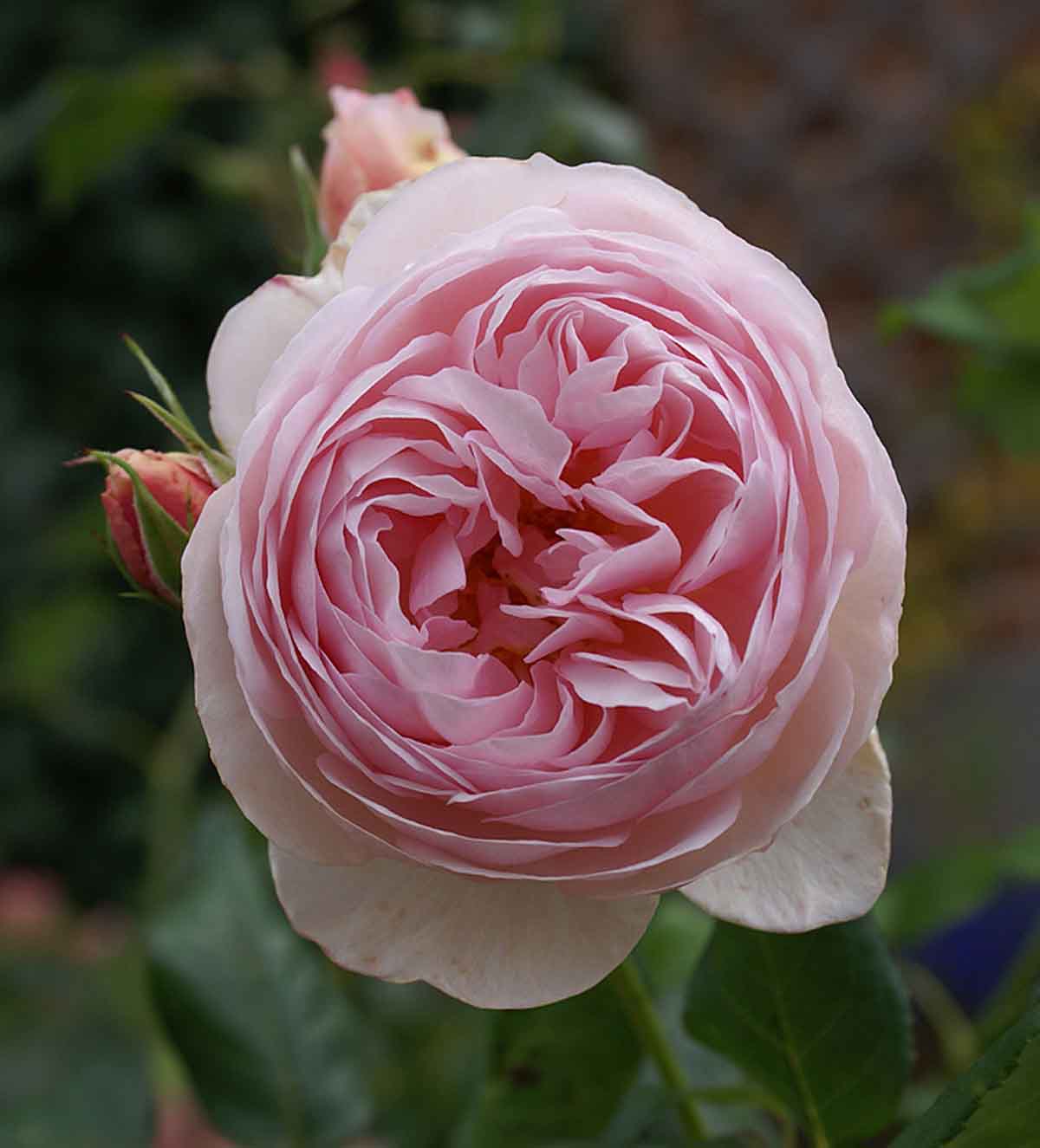 Rosier Heritage 'Ausblush'