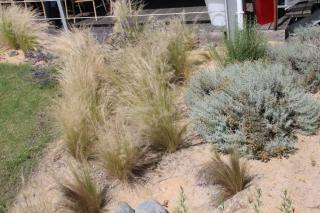 Stipa tenuifolia, Santolina - plantes secheresse