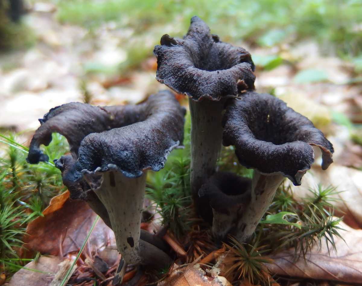 Trompette de la mort - Craterellus cornucopioides