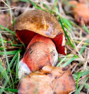 bolet a pied rouge - cuisine conservation comestible