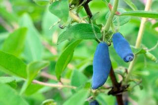 Camérisier en pot - chevrefeuille aux baies de mai