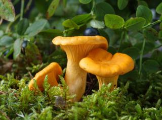 chanterelle jaune