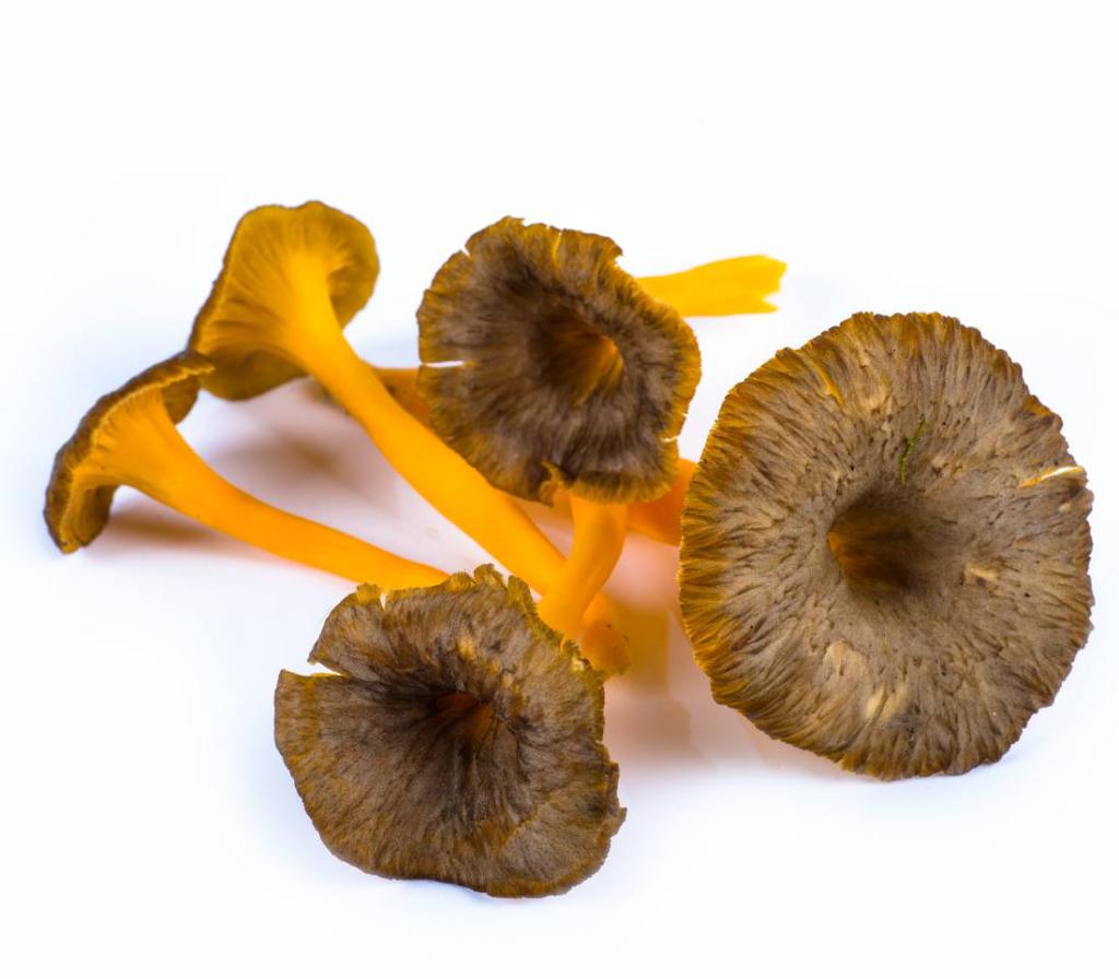 Chanterelle jaune identification, cueillette, cuisine et conservation