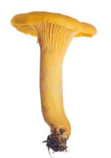 chanterelle jaune description identification