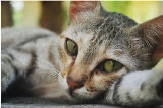 chat et canicule, coup de chaleur