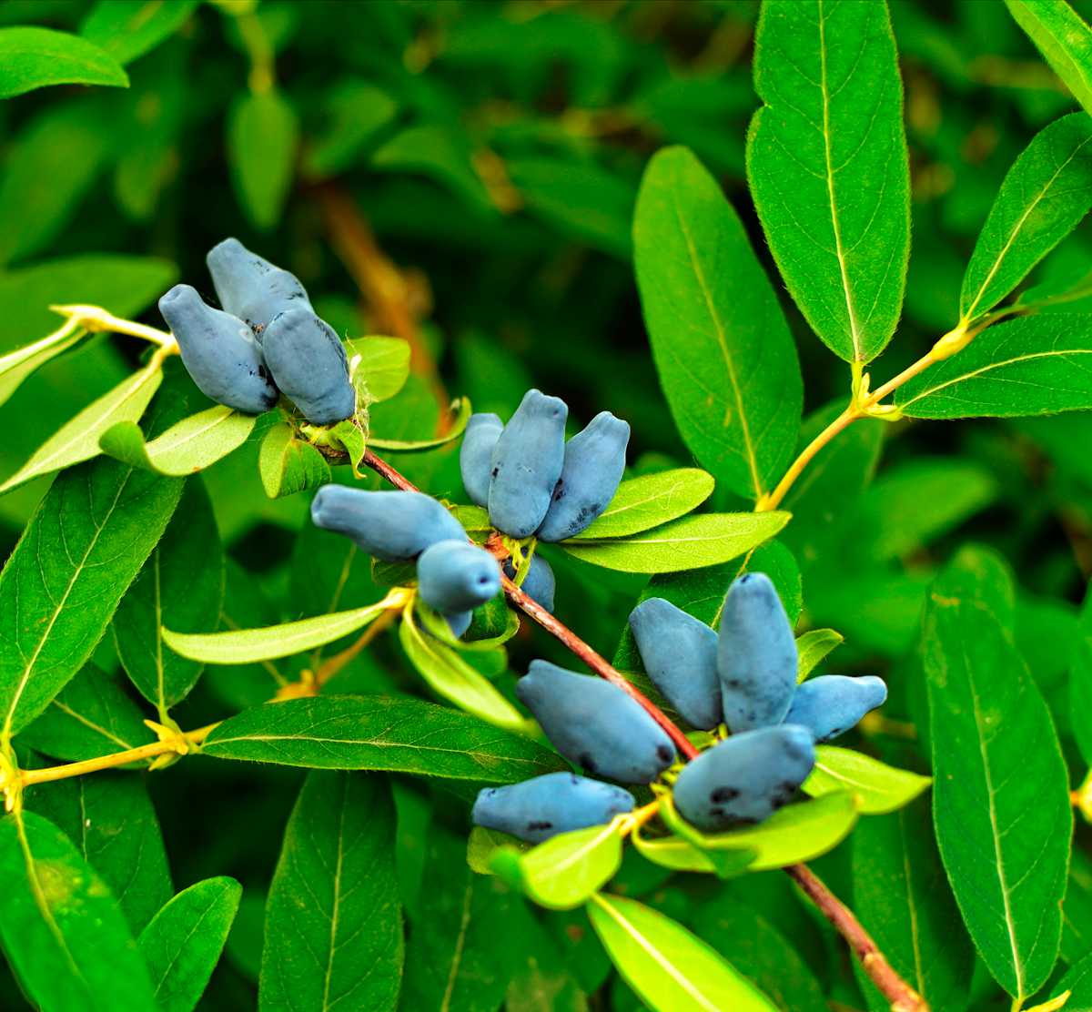 madreselva azul comestible