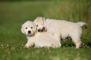 Choisir un chiot dans une portée en évaluant son caractère