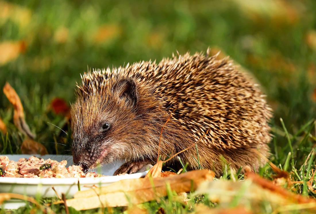 Hérisson au jardin : présentation, alimentation, geste à adopter