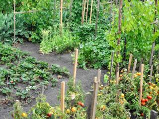 comment organiser un potager