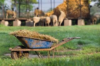 fumier utilisation jardin potager