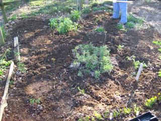 Fumier utilisation potager