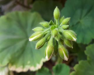 géranium zonal fleur en bouton