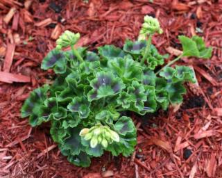 entretien du geranium zonal