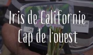 iris de californie culture