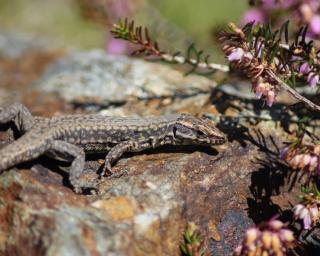 lézard jardin 