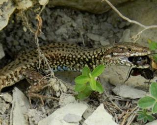 lézard jardin 