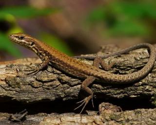 lézard jardin 