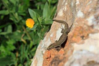 lézard jardin