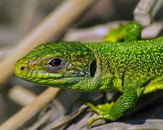 lézard jardin 