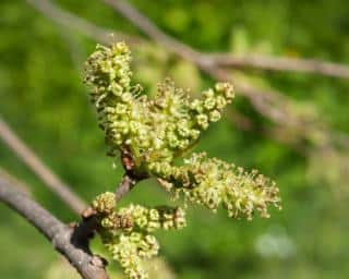 mûrier de corée fleur 