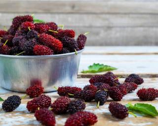 mûrier de corée - fruits