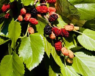 mûrier de corée fruits