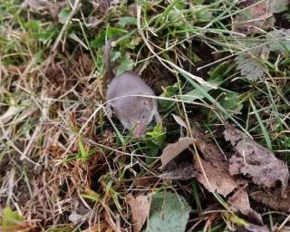 musaraigne bénéfique au jardin 