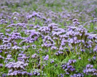 phacelie-engrais-vert-1
