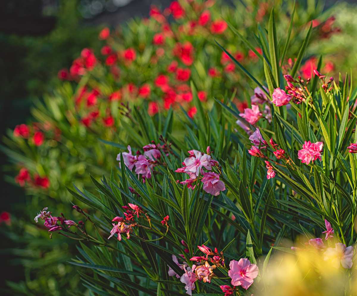 Bananier et Laurier rose, 2 plantes exotiques qui résistent au froid