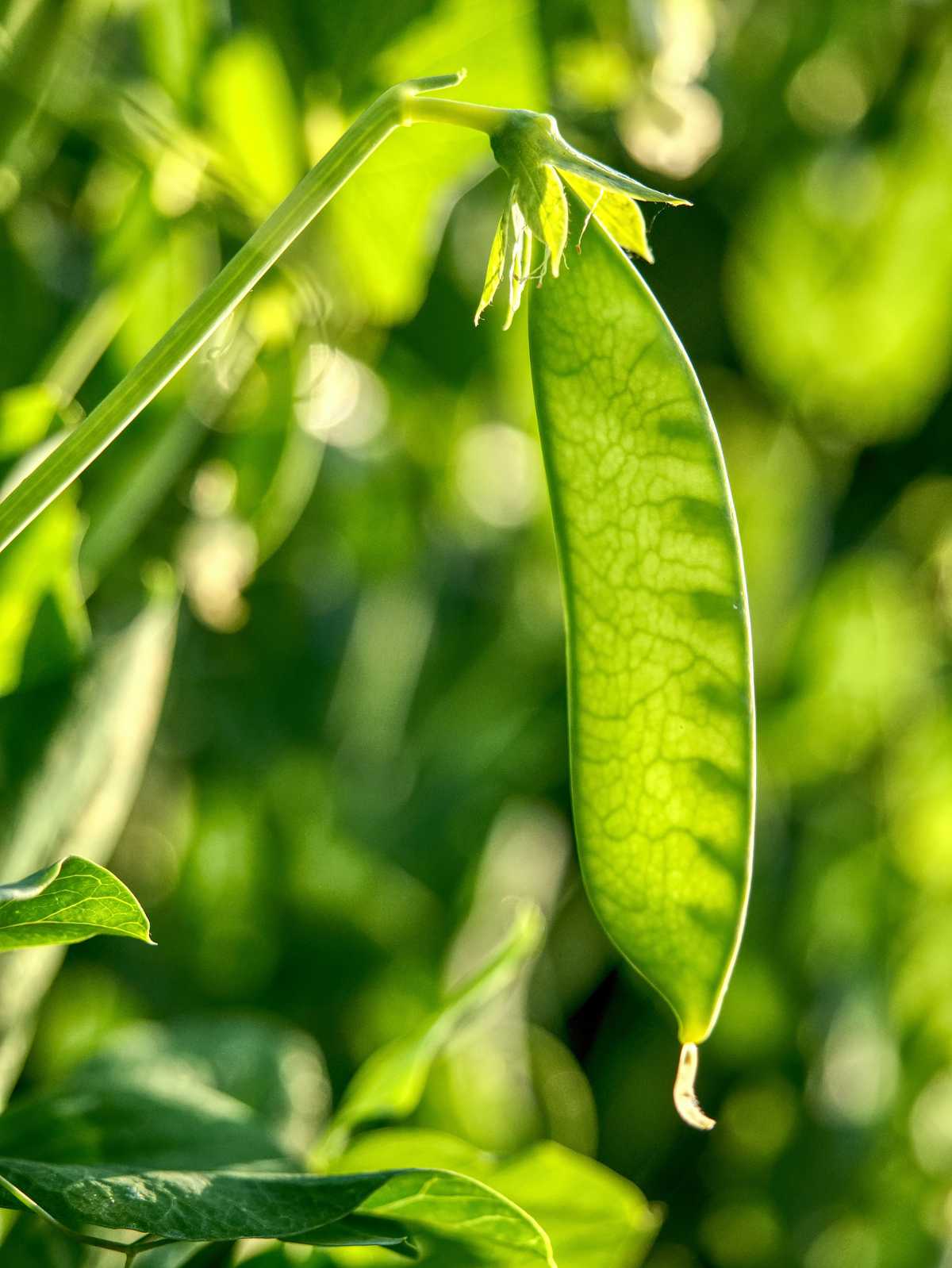 pois gourmand - mangetout - culture cultiver