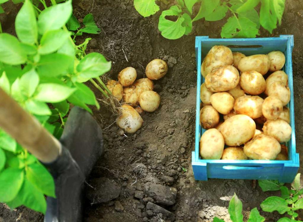 pomme de terre nouvelle primeur