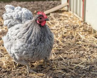 poules froid