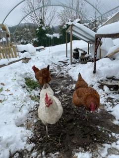 poules froid neige 